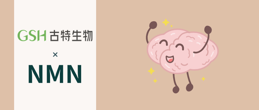 补充NMN可保护抗衰老相关的血脑屏障渗漏