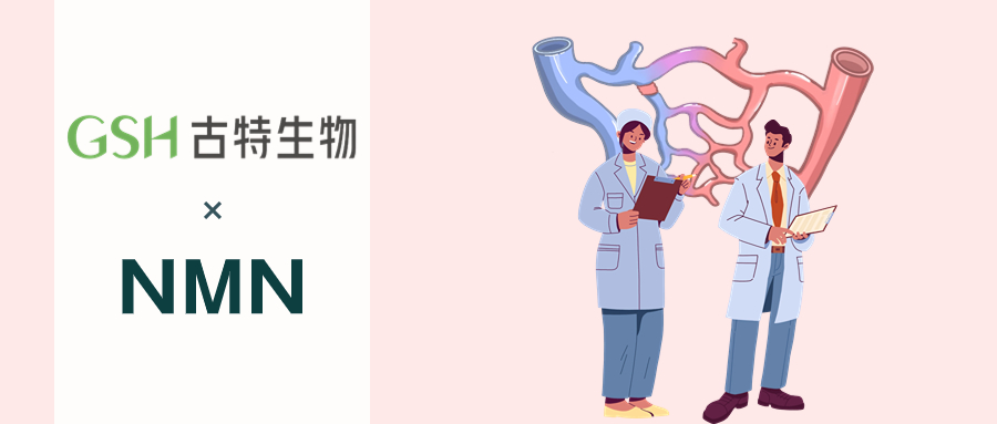NMN与神经血管