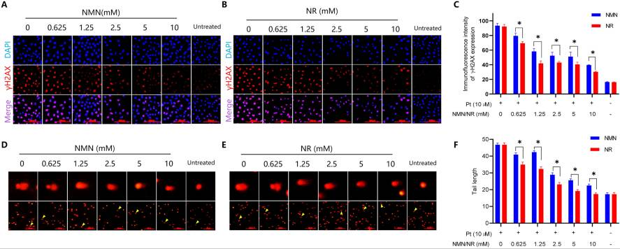 2.NR exhibits a better protective effect against cisplatin-induced DNA damage than NMN.