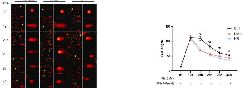 NMN and NR promote the repair of cisplatin-treated DNA damage.