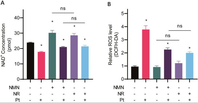 NMN and NR increase intracellular NAD + levels and decrease ROS levels in cisplatin-treated cells.
