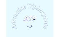 运动补剂新探索：ATP补充剂的优势