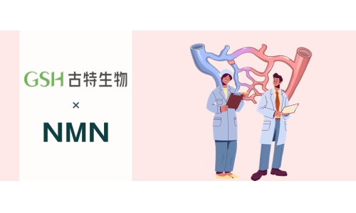 NMN与神经血管