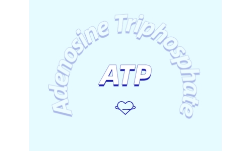 ATP在体育锻炼中有什么作用？