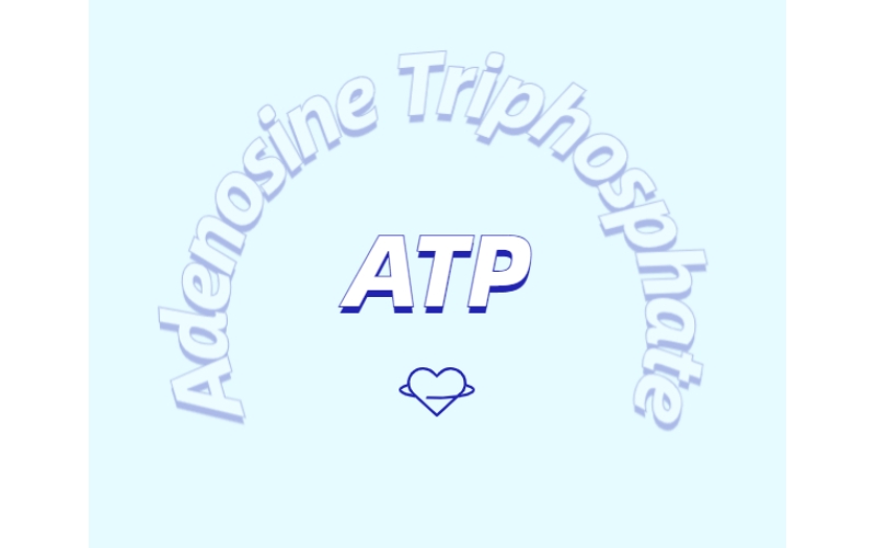 运动补剂新探索：ATP补充剂的优势